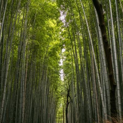 悟空修仙传最新版红包版下载